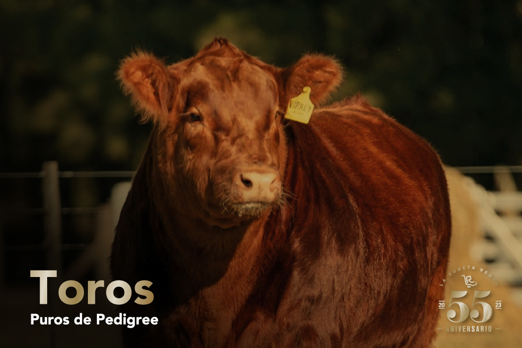 toros