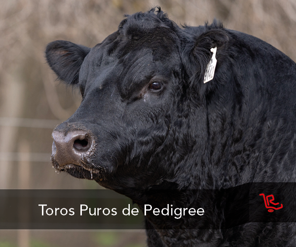 PTOR1