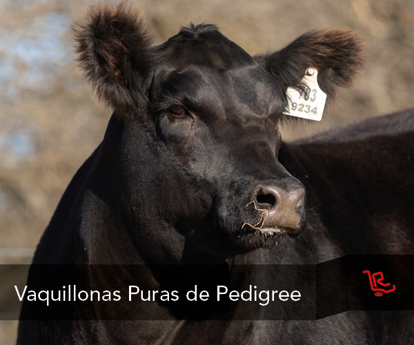 PVAQ1