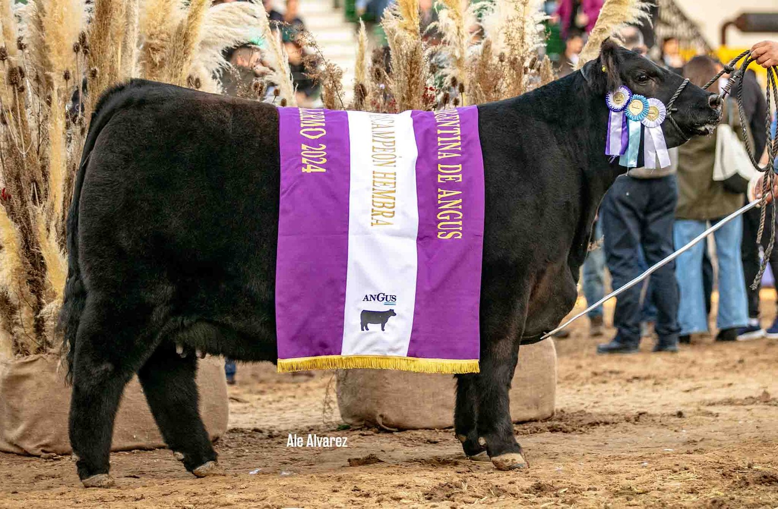 PASIÓN, su hermana. Res. Gran Campeón Hembra Palermo 24.